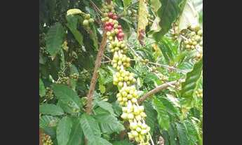 Imagem 2: Vendo essa propriedade em Santa Rosa