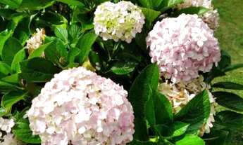 Imagem 5: Sítio em São Roque, bairro Mailasqui