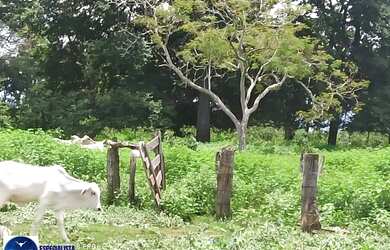 Imagem 2: Fazenda à Venda em Amorinópolis/GO 84 Alqueires