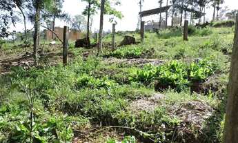 Imagem 7: Sítio em Rodovia RS-020 - Vera Cruz - Gravataí/RS