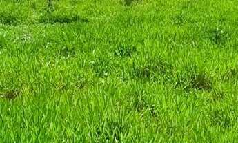 Imagem 12: Fazendas disponíveis em Feijó ( leia o anúncio