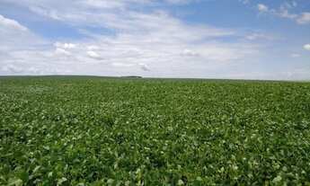 Imagem 5: Porto Amazonas - Plantando 100 alqueires