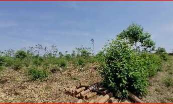 Imagem 2: Sitio 70 hectares - Catuji - MG - Casa, Energia, Internet, Água ,Eucaliptos