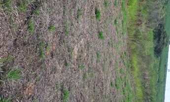 Imagem 4: Chácara Chácara com venda por R$65.000