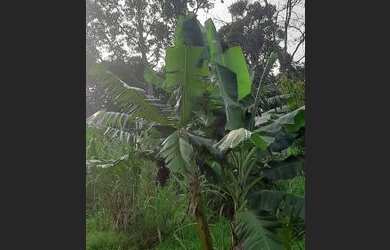 Imagem 5: Vende se chácara