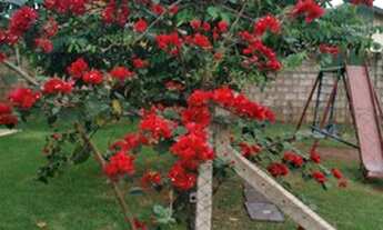 Imagem 3: Alugo apartamento 700,00 incluso condomínio e IPTU