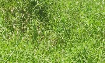 Imagem 4: Terreno imperdível matinhos litoral