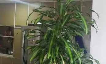 Imagem 2: Apartamento-À VENDA-Barra da Tijuca-Rio de Janeiro-RJ