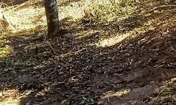 Imagem 7: Terreno Braunes Terreno / lote com venda por R$280.000