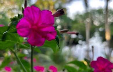 Imagem 5: Vendo Sitio na Comunidade Santa Luzia (Puraquequara)