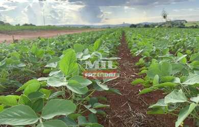 Imagem 3: Fazenda 62 alqueires (300,08 hectares ) Piracanjuba - GO