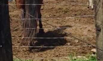 Imagem 6: Alugo Chácara de 9.8 Alqueires (46 hectares) a 50Min de Gyn por 7mil ao mês