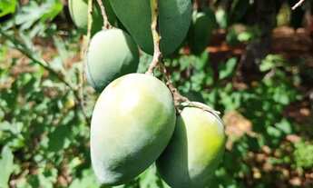 Imagem 3: Chácara Cascalheira