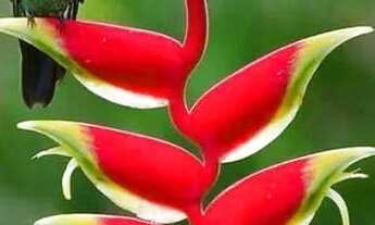 Imagem: Recanto dos Colibris Serra de Guaramiranga