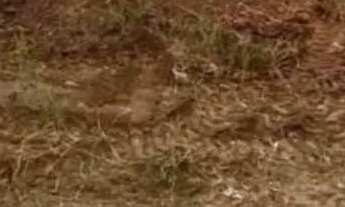 Imagem: Vendo ou troco terreno pra chácara