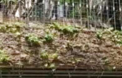 Imagem 2: CASA SOBREPOSTA - LAPA - SP