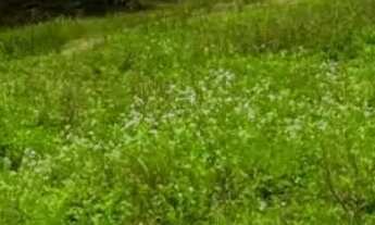 Imagem: 86C- TERRENOS EM COTIA COM ÓTIMAS CONDIÇÕES!