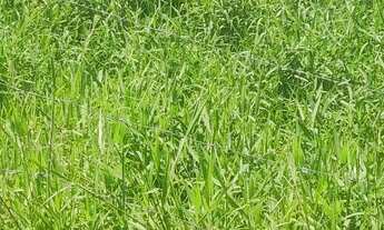 Imagem 3: Terreno imperdível matinhos litoral