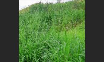 Imagem 4: Vende se chácara