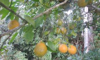 Imagem 4: Chácara 97 mil reais baixou 11 9 3329-5660