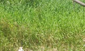 Imagem 2: Terreno imperdível matinhos litoral