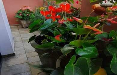 Imagem 6: COBERTURA LINDA - MOEMA