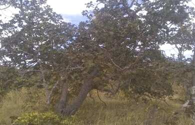 Imagem 4: Chácara perto de lagoinha ar 20 minutos de moc