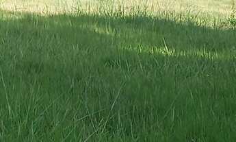 Imagem: Fazenda dupla aptidão município tupaciguara