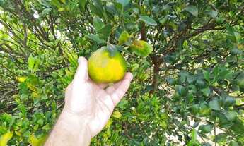 Imagem: Terreno em Bofete