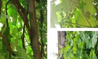 Imagem: Vendo Excelente sobrado Rua 12 Vicente Pires