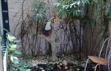 Imagem 6: Casa para alugar em Pau Amarelo