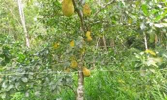 Imagem 2: Área 100.000 M2 para venda no samarita, São Vicente