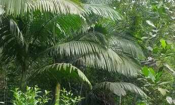 Imagem 3: Área 100.000 M2 para venda no samarita, São Vicente