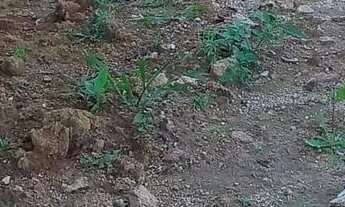 Imagem 3: Venda de terreno