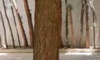 Imagem 2: Casa a venda no Bessa a 150 metros da praia