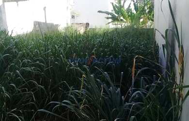 Imagem 2: Terreno - Jardim Paraíso - Campinas