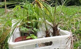 Imagem 6: Terreno Rancho Queimado / SC - Oportunidade