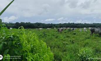 Imagem: 370 alqueires com 60 de abertura por 60