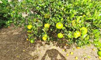 Imagem 6: Terreno em Bofete