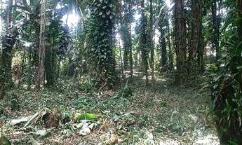 Imagem 10: Terreno à venda, 10000 m² por R$ 155.000,00 - Rio Sagrado - Morretes/PR