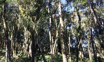 Imagem 3: Terreno à Venda no bairro Floresta em Gramado!