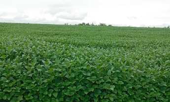 Imagem 5: Fazenda arrendamento 1.200hec em Rosário do oeste MT