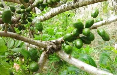 Imagem 6: Vende-se sítio em Matriz de Camaragibe