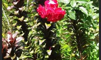 Imagem 4: Vende-se sítio em Matriz de Camaragibe