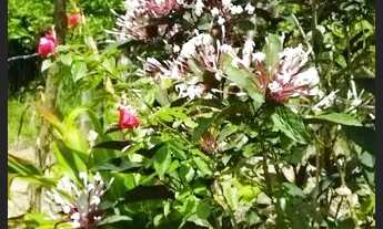 Imagem 5: Vende-se sítio em Matriz de Camaragibe