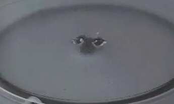 Imagem 4: Excelente apartamento mobiliado bairro São Vicente