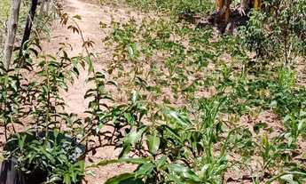 Imagem 4: Oportunidade - Terreno - Jardim Torrão de Ouro - 560m² - Estuda Permuta