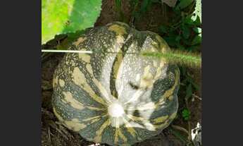 Imagem 6: Vende-se chácara de 7000 mts, Prox JD. Pimentel