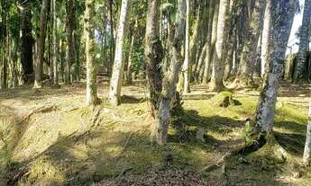 Imagem 3: Vendo terreno Comercial/Residencial - 450m2- Antonina-Pr