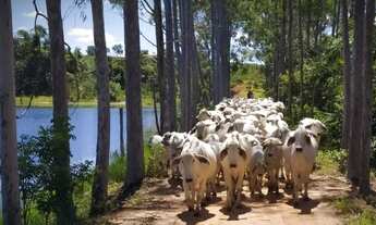 Imagem 4: Fazenda em Ribas do Rio Pardo MS